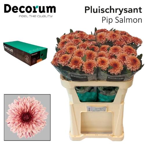 Chrysanthemum Indicum Grp geplozen Pip Salmon