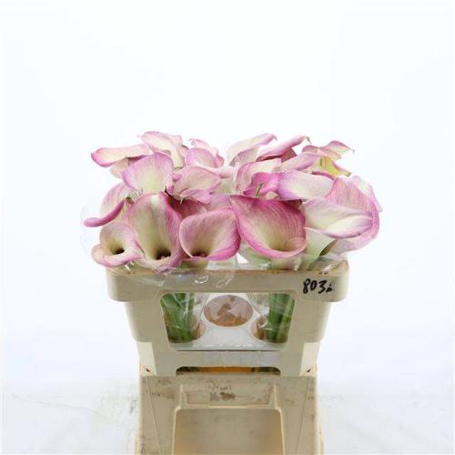 Zantedeschia 'Denver'