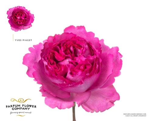 Rosa grootbloemig overig