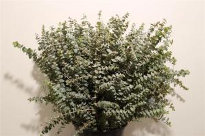 Eucalyptus 'Baby Blue'