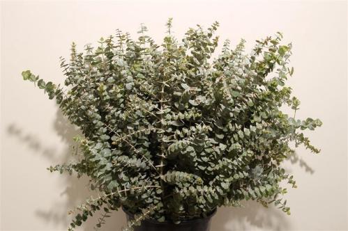 Eucalyptus 'Baby Blue'