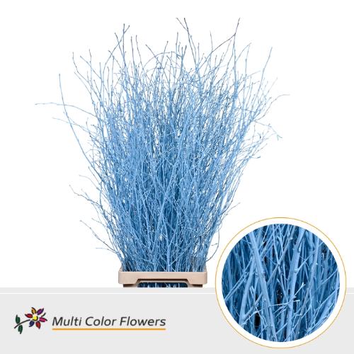 Betula kleurbehandeld H%