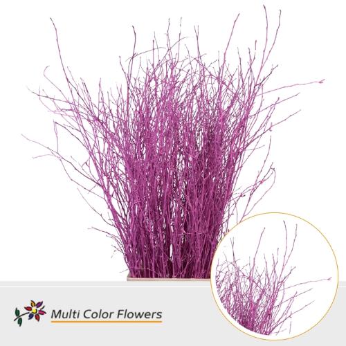 Betula kleurbehandeld H%