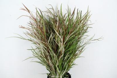 Grevillea asplenifolia