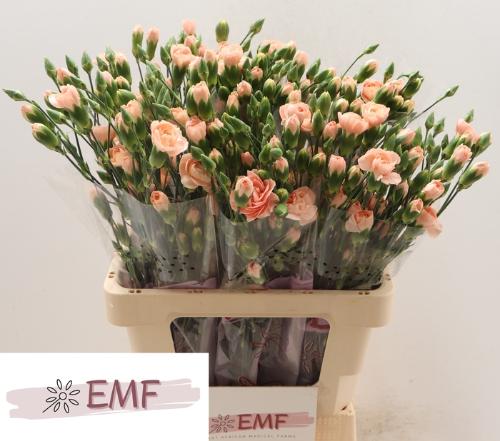 Dianthus tros Hamada