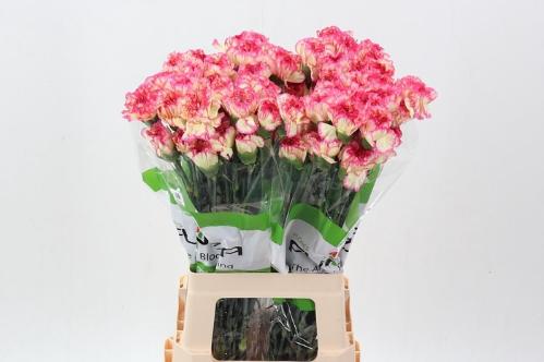 Dianthus standaard overig