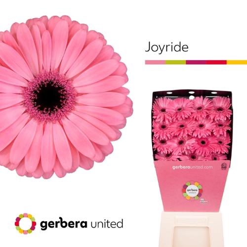 Gerbera grootbloemig Joyride