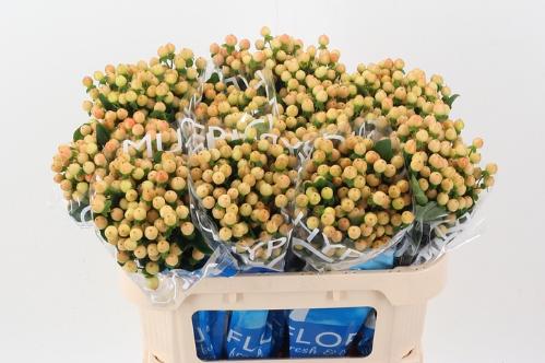 Hypericum Coco Gelato