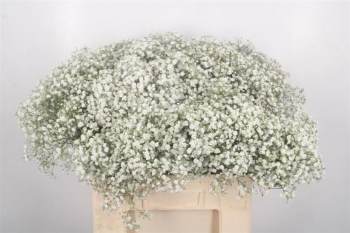 Gypsophila paniculata Xlence