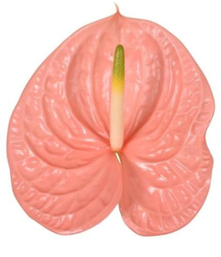 Anthurium (Andreanum Grp) Kuduro