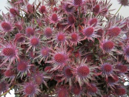 Eryngium planum kleurbehandeld H%