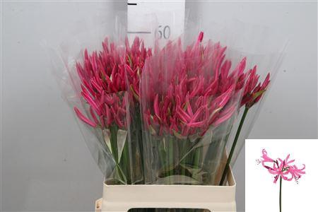 Nerine Bowdenii Grp 'Favoriet'