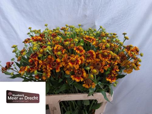 Helenium overig