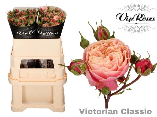 Rosa tros Victorian Classic@