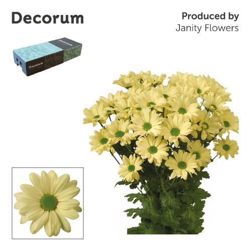 Chrysanthemum (Indicum Grp) tros Kennedy Cream