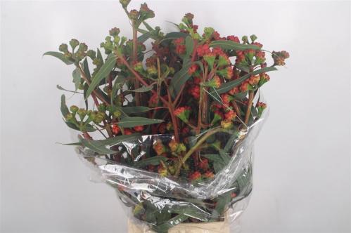 Eucalyptus overig met bes