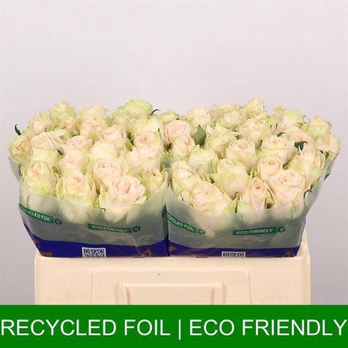 Rosa grootbloemig Wedding Rose