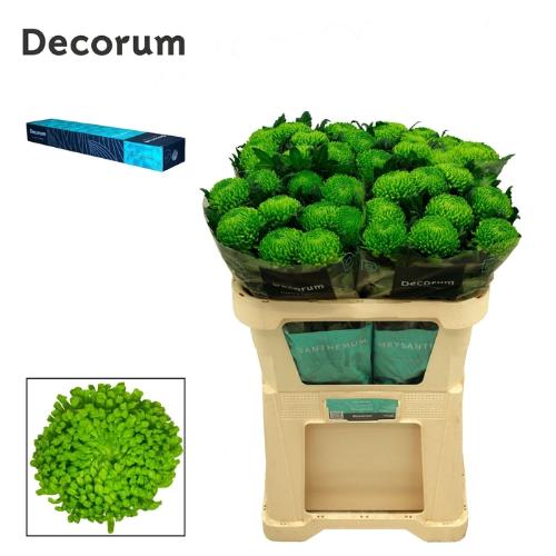 Chrysanthemum (Indicum Grp) geplozen Alemani