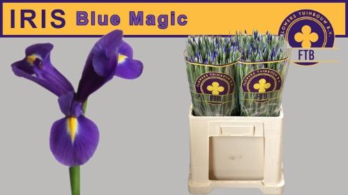 Iris (Hollandse Iris Grp) 'Blue Magic'