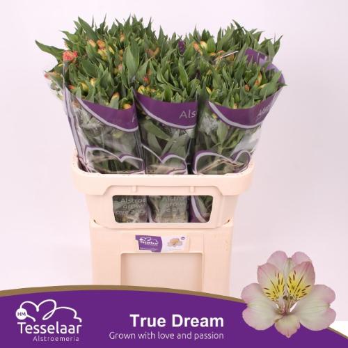 Alstroemeria True Dream