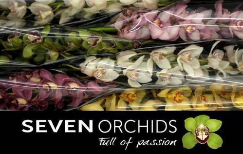 Cymbidium grootbloemig per tak gemengd