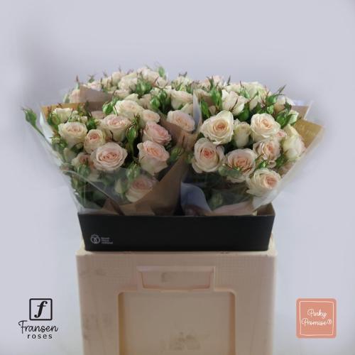 Rosa tros Pinky Promise