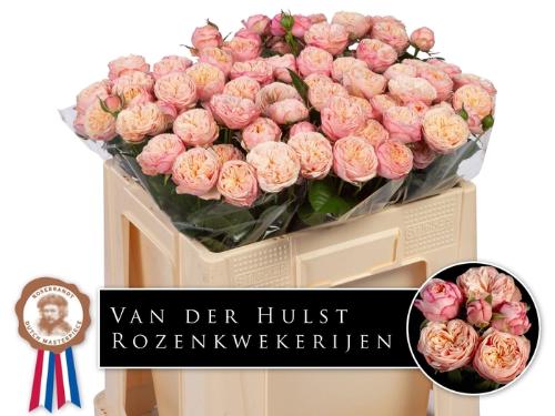 Rosa tros Royal Blush