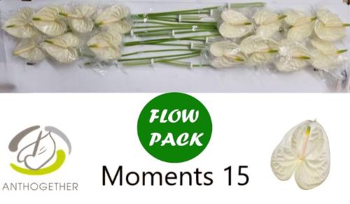 Anthurium Andreanum Grp Moments