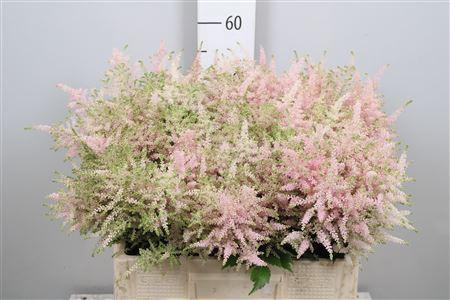 Astilbe Japonica Grp 'Europa'