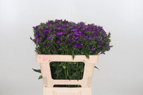 Dianthus barbatus 'Amazon Neon Purple'
