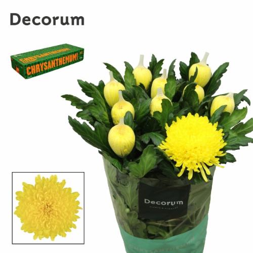 Chrysanthemum Indicum Grp geplozen kas Pjotr