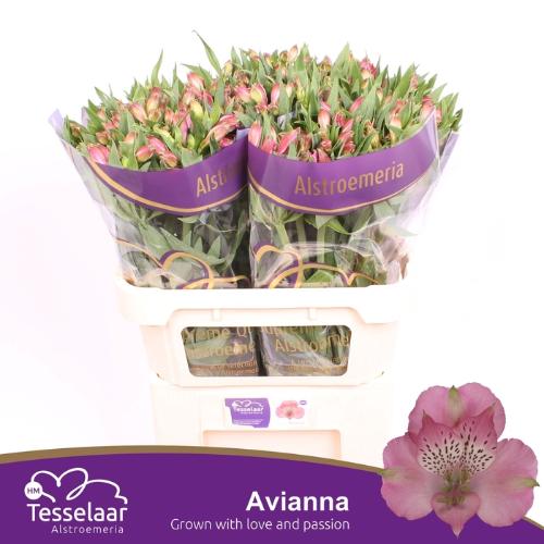 Alstroemeria Avianna