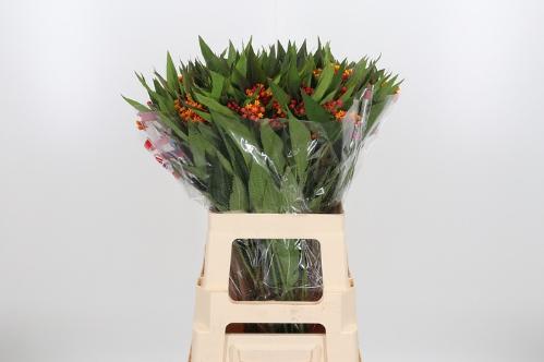 Asclepias 'Serenade'