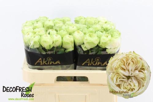 Rosa grootbloemig White Kahala-Bb