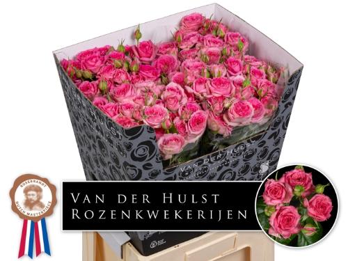 Rosa tros Pink Dimension