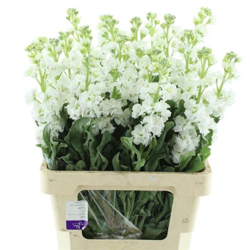 Matthiola incana 'Iron White'
