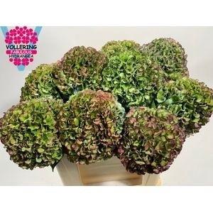 Hydrangea macrophylla Royal Pride (classic)