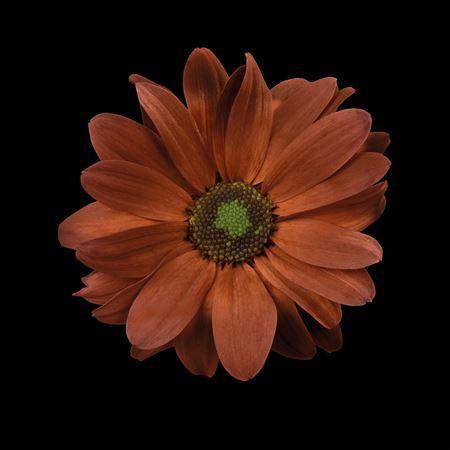 Chrysanthemum Indicum Grp tros kas kleurbehandeld H%