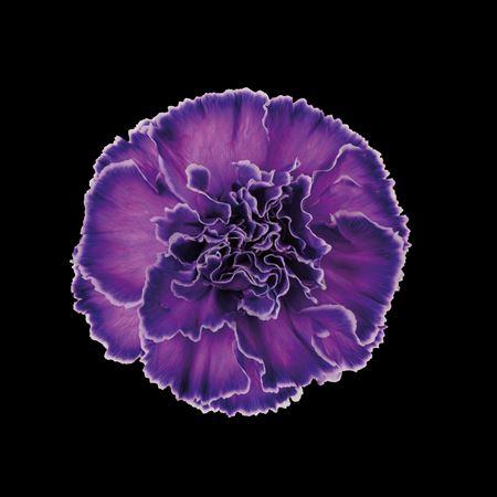 Dianthus standaard kleurbehandeld H%