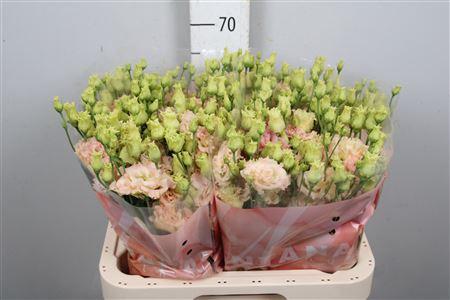 Eustoma russellianum gevuldbloemig 'Alissa Champagne'
