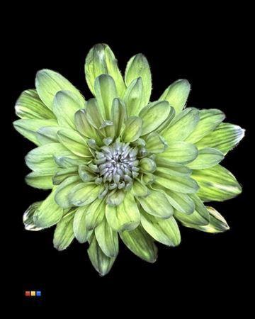 Chrysanthemum Indicum Grp tros kas kleurbehandeld H%