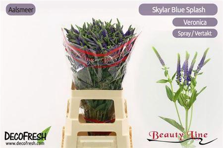 Veronica longifolia Skyler Blue