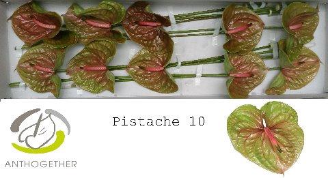 Anthurium Andreanum Grp Pistache