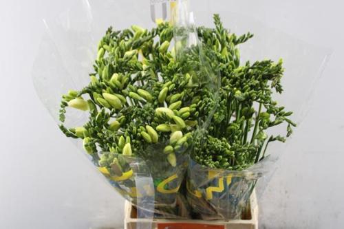 Freesia enkelbloemig 'Ambiance'