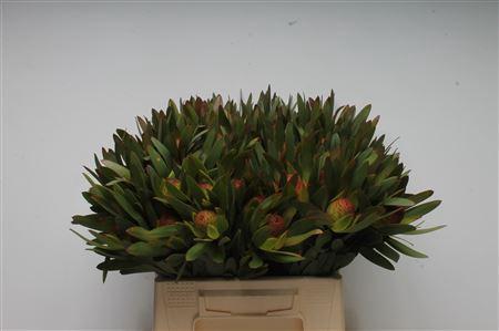 Leucadendron Ayoba Sky