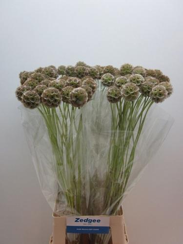 Scabiosa stellata ( zaaddoos)