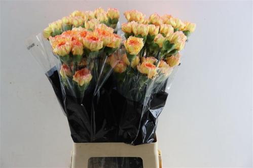 Dianthus standaard Boiro