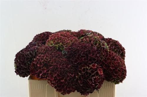 Hydrangea macrophylla Magical Charlotte
