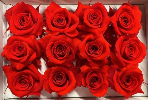 Rosa grootbloemig kleurbehandeld H%