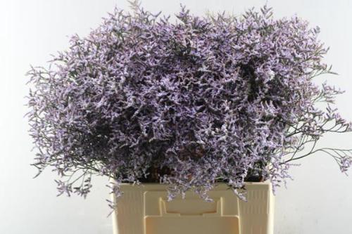 Limonium Safora Lilac